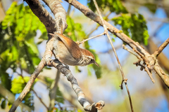 Uropsila leucogastra