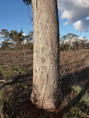 Eucalyptus populnea bimbil