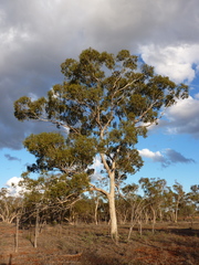Eucalyptus populnea bimbil
