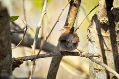 Uropsila leucogastra