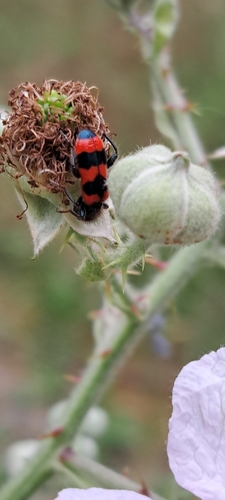 Gemeiner Bienenkäfer