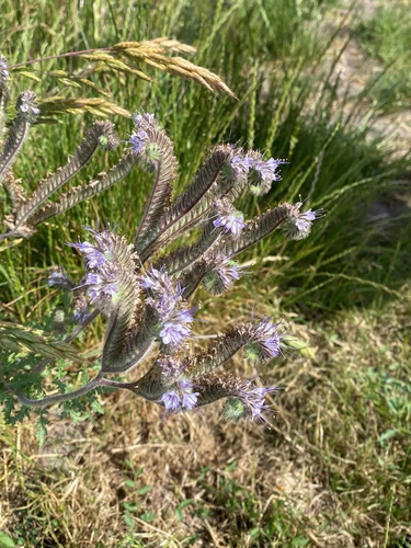 Lacy phacelia