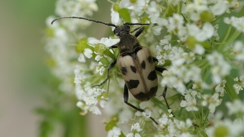 speckled longhorn beetle