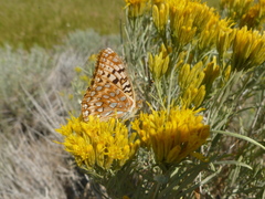 Speyeria coronis snyderi