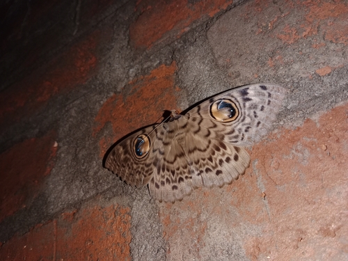 Common Owl Moth