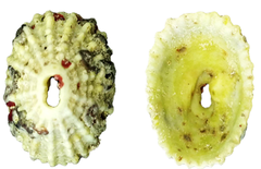 Fissurella nodosa image