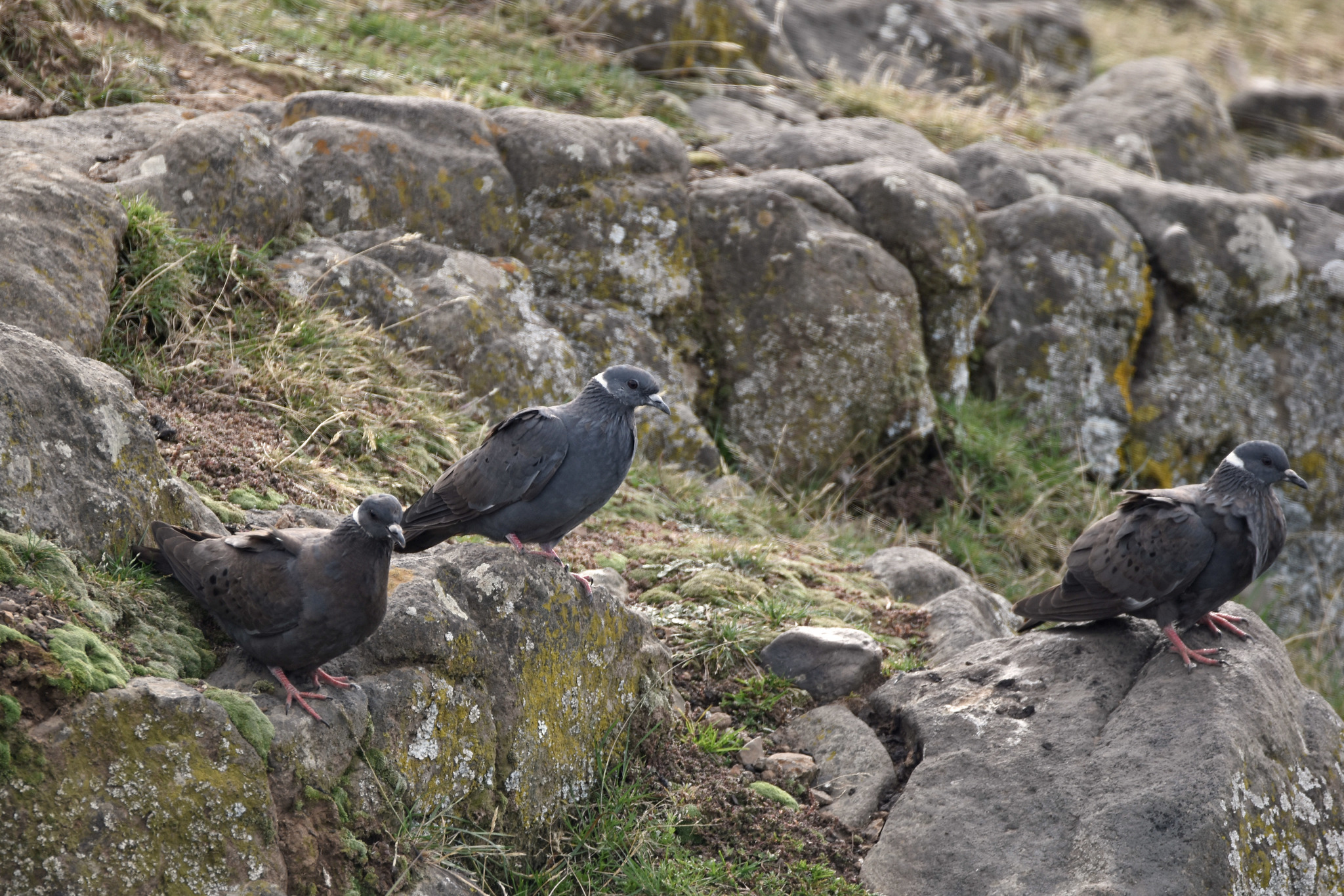 White-collared Pigeon (Columba albitorques), photo 3