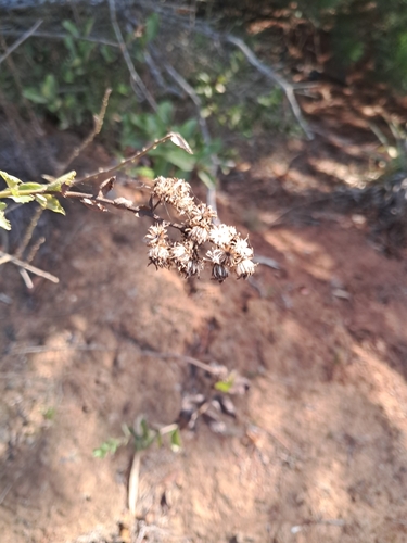 Baccharis racemosa, photograph 3