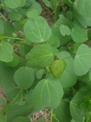 Gossypium sturtianum