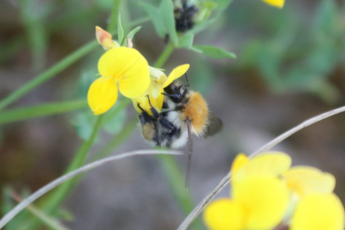 Common Carder Bumble Bee