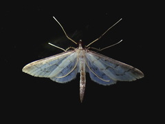 Herpetogrammatini