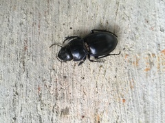 Pasimachus punctulatus