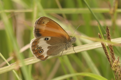 Pearly Heath