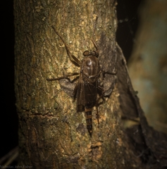 Chiromyzinae