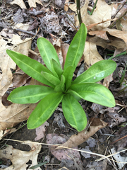 Frasera caroliniensis