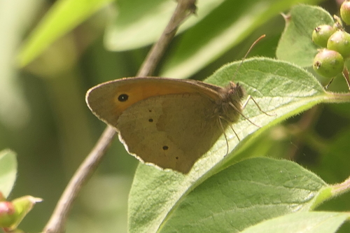 Meadow Brown