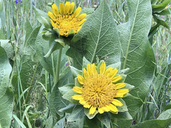Wyethia