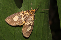 Asota plagiata