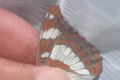 Southern White Admiral