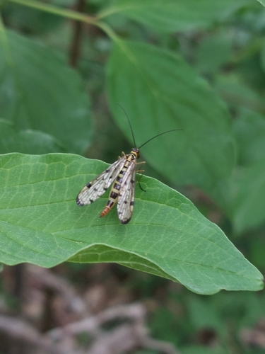 German Scorpionfly