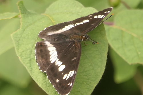 Eurasian White Admiral