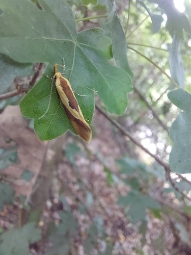 Harpella forficella