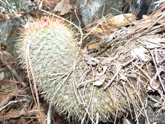 Mammillaria rekoi