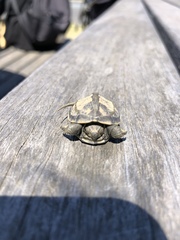 Mauremys reevesii