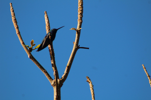 Black-throated Mango