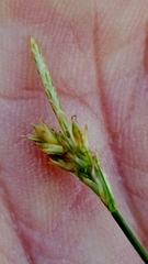 Carex albicans
