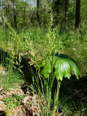 Sphenopholis obtusata