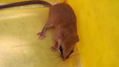 Hatt's Vesper Rat