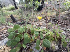 Vancouveria chrysantha, photograph (c) Dee Shea Himes, some rights reserved (CC BY)