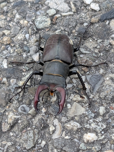 European Stag Beetle