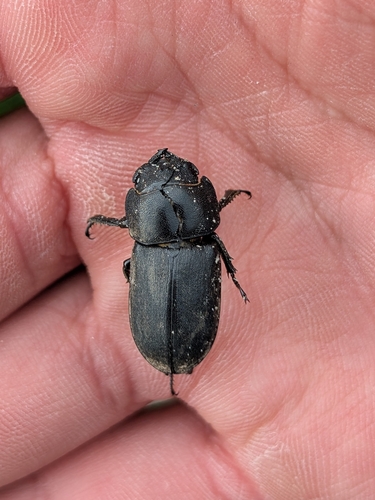 Lesser Stag Beetle