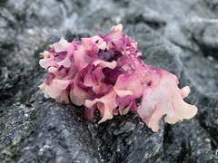 Chondrus