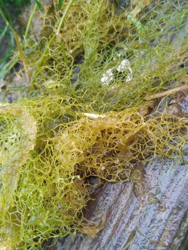 Water Net