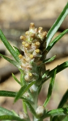 Gamochaeta antillana