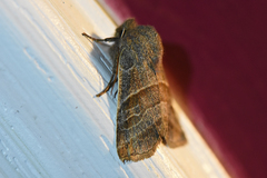 Eupsilia devia