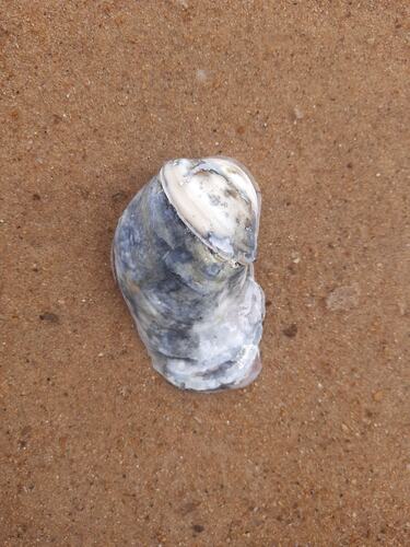 Magallana bilineata observed 2025-04-13