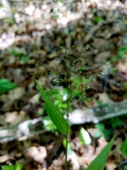 Dichanthelium commutatum