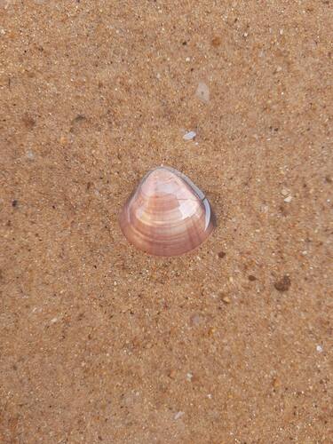 Marcia opima observed 2025-04-13