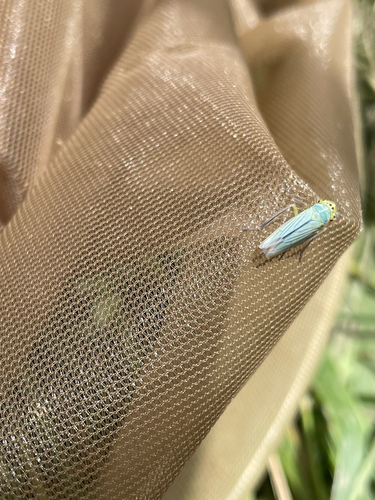 Green Leafhopper