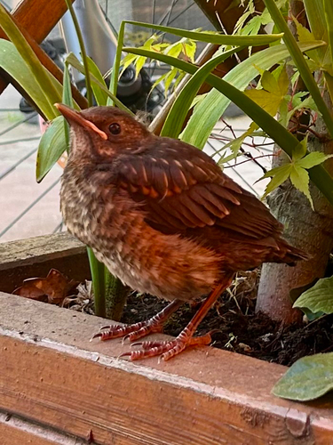 Eurasian Blackbird