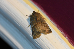 Eupsilia devia