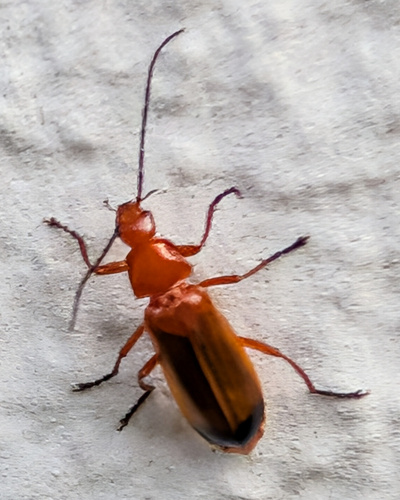 Common Red Soldier Beetle