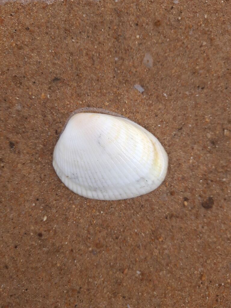 Broad Cockle