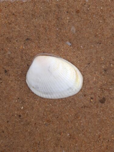 Broad Cockle
