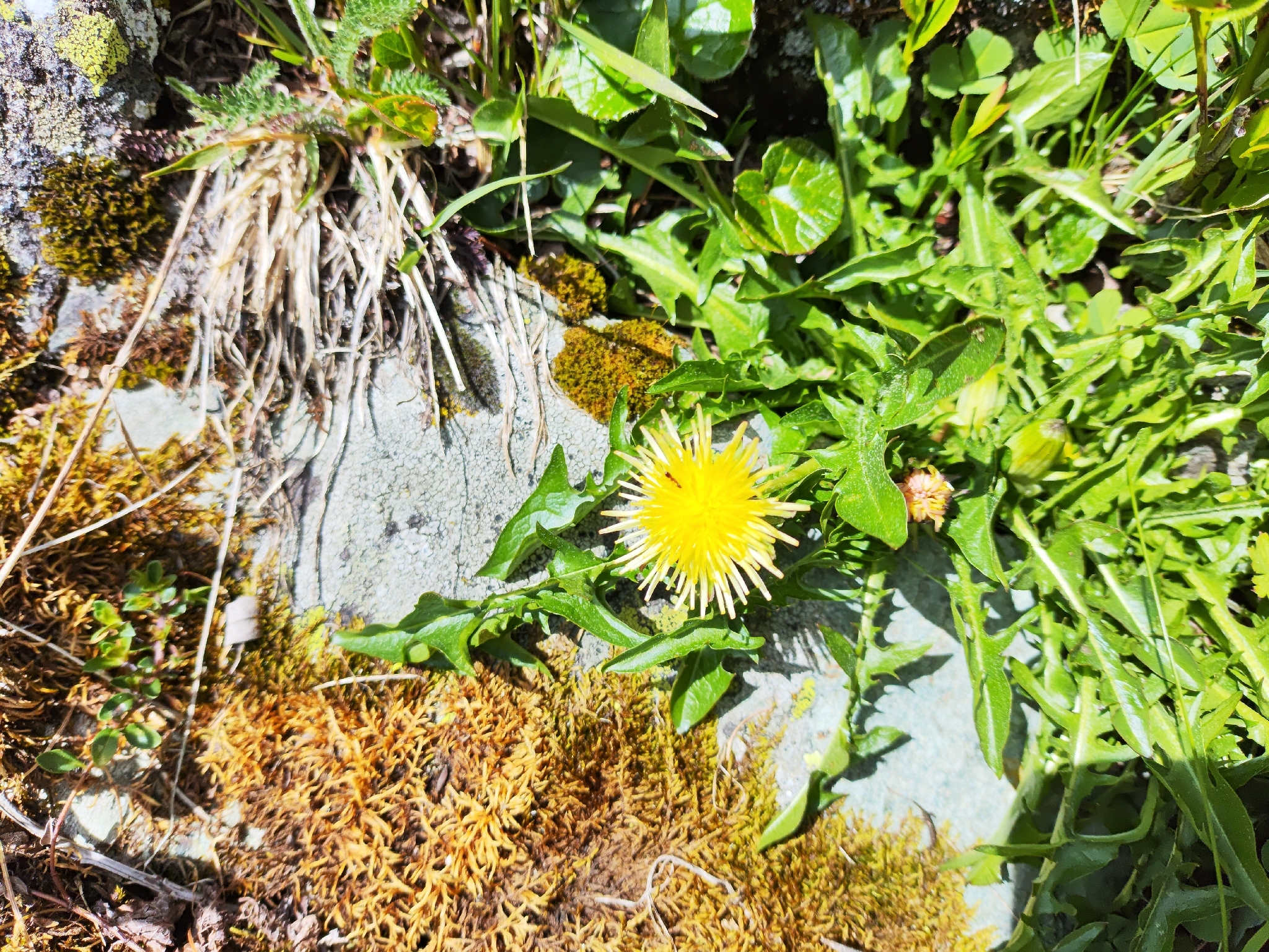 Dandelion
