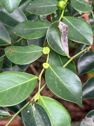 Breynia fruticosa observed 2026-05-23